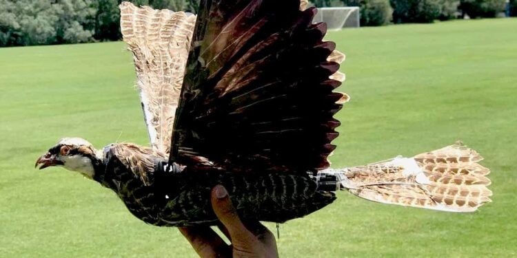 American scientists are making drones out of birds